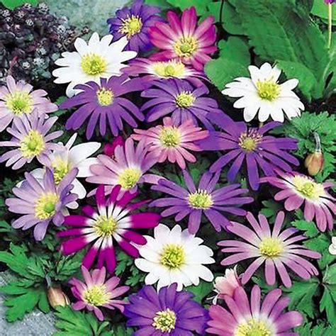 Anemone Blanda Mixed – PRE-ORDER DISPATCHED MID-SEPTEMBER ONWARDS - Woodland Bulbs