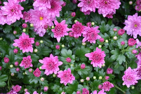 Pink Chrysanthemum Flower Bed Background 11976881 Stock Photo At Vecteezy