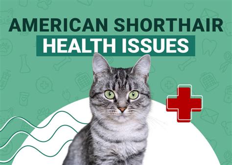 American Shorthair Cat Health Problems 16 Common Concerns Pangovet