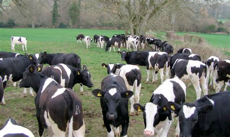 UK Dairy Farmers Warned Over Mycotoxins FarmingUK News