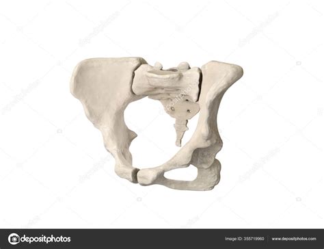 Pelvis Human Skeleton Female Pelvic Bone Anatomy Hip Artwork Bones