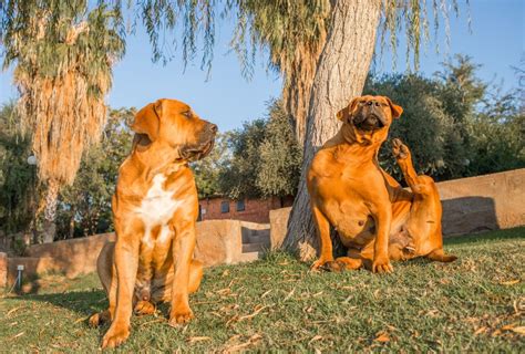 Bullmastiff vs Boerboel - Truthful Breed Comparison | PawLeaks