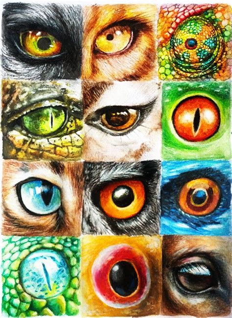 Animal Eyes by Cortoony on DeviantArt in 2023 | Eyeball art, Animal art ...