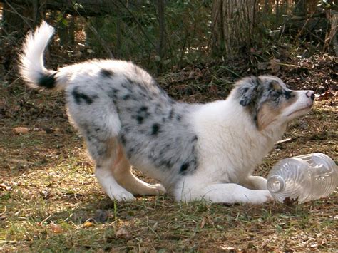 Dog Obsessed With Squirrels Finally Gets One