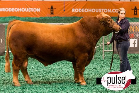 Houston Livestock Show – American Red Brangus Bulls | The Pulse