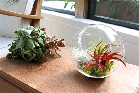 Shop Air Plant Terrariums | Buy Air Plants | Shop for Tillandsia - Air ...