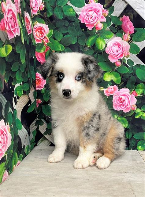 Miniature Australian Shepherd Puppy Blue Merle White / Tan ID:5953 ...