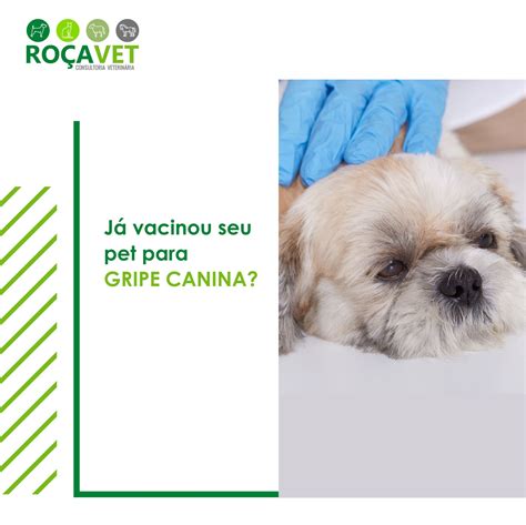 A gripe canina, também é conhecida... - Roça Vet Saúde Animal