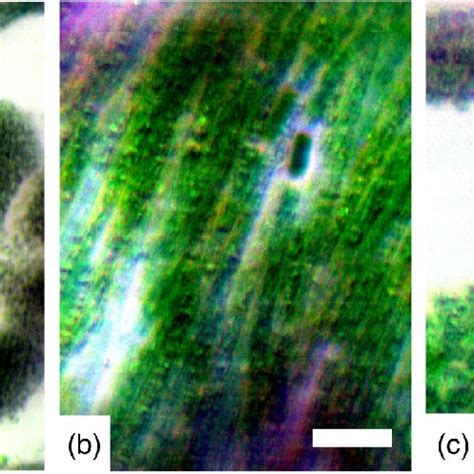 True Color Composites Derived From Data Cubes Collected By The