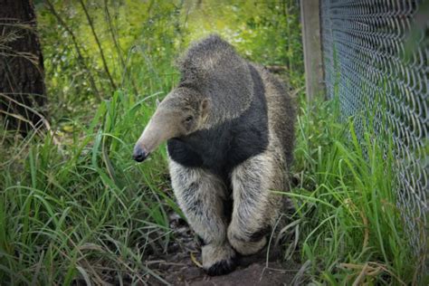 Oso Hormiguero Gigante La Especie Carismática Que Marcó El Retorno De