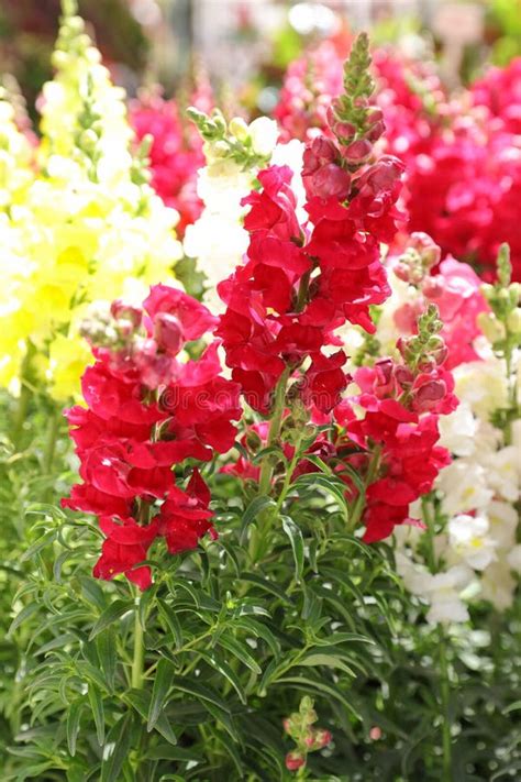 Variety Of Beautiful Antirrhinum Majus Or Snapdragon Flowers In Red