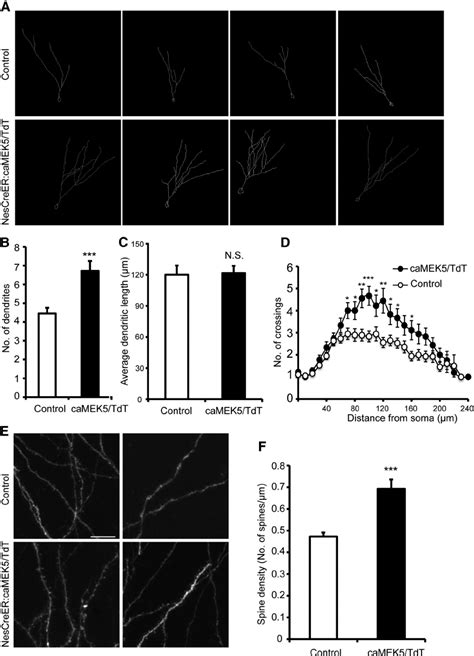 Induced Conditional ERK5 Activation Enhances Dendritic Complexity Of