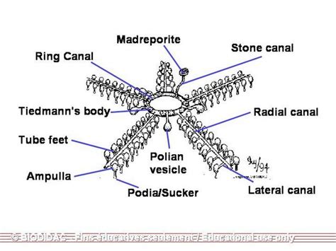 Echinodermata Skeletal System