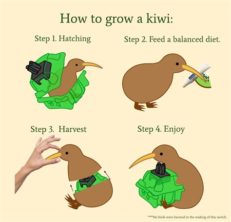 The Very Real And Very Scientific Origin Of Kiwis Rmechanicalkeyboards