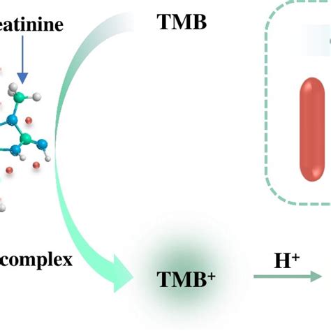 Schematic Illustration Of Peroxidase Like Activity Of Cu Creatinine