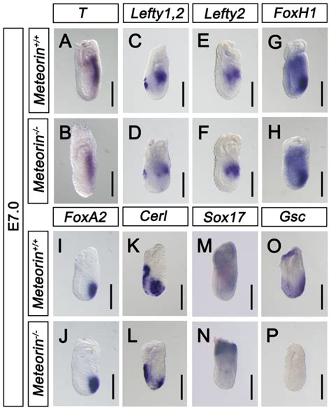 At E7 0 The Expression Of Various Developmental Markers And Nodal