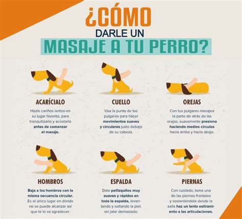 Como Darle Un Masaje A Tu Mascota PetsWorldMagazine