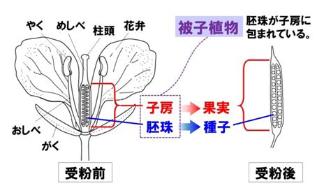 中1理科植物の花つくりのポイント Examee