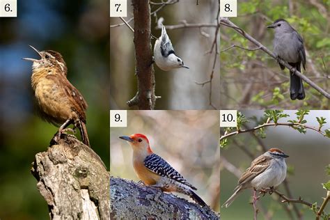 Birds to Look For During Bird-at-home-a-thon | Mass Audubon – Your ...