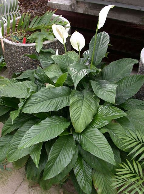 Spathiphyllum Wallisii Alchetron The Free Social Encyclopedia