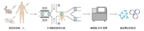 高通量单b细胞筛选技术及解决方案生物器材网