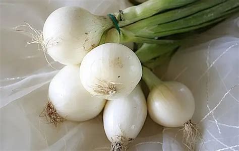 Different Onion Varieties Lists That You Should Know - Sumo Gardener