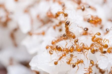 Fire Ant Prevention Tips | Tucson Fire Ant Control