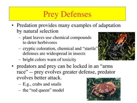 Ppt Predator Prey Interactions Powerpoint Presentation Free Download