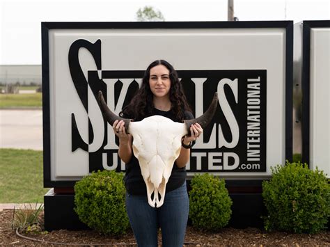 Real Bison Skull For Sale — Skulls Unlimited International, Inc.