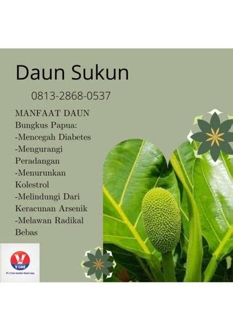 Higenis Call Pusat Budidaya Herbal Daun Sukun Basah