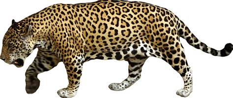 Animals Png Images For Size Comparisons Jaguar Animal Animals Feline