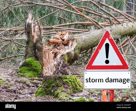 Warning sign "Storm Damage" tree Stock Photo - Alamy