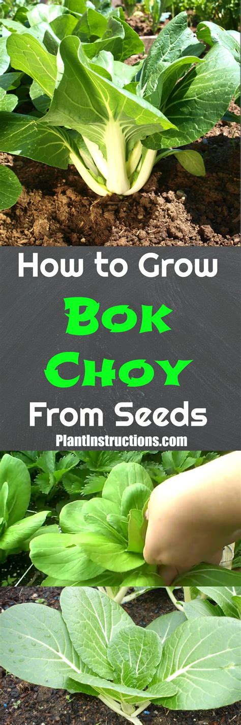 How To Grow Bok Choy Plant Instructions