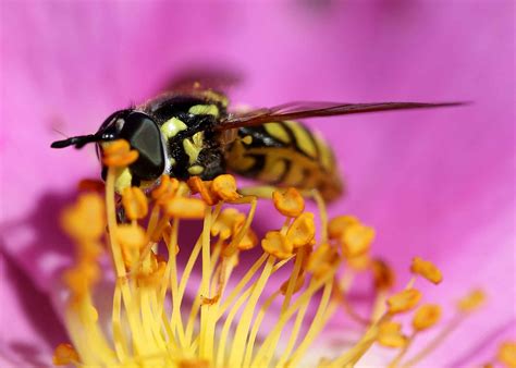 Foto Gratis Fiore Estate Insetti Natura Polline Vespa Artropodi