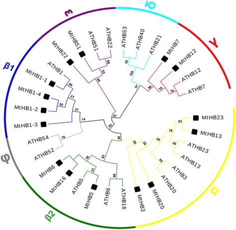 Phylogenetic Tree Of Medicago Truncatula And Arabidopsis Thaliana