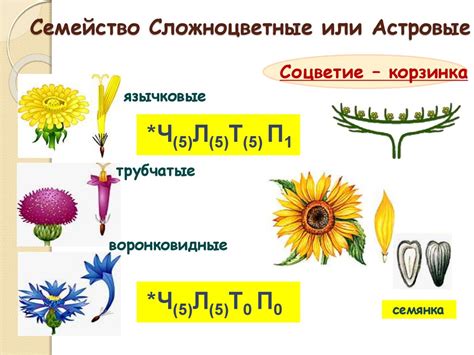 Формула цветка схема