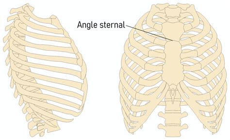 Angle Sternal Définition Schéma