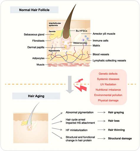 Frontiers Signaling Pathways In Hair Aging