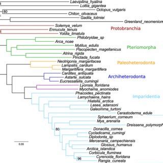 Phylogenetic Tree Of Bivalvia Reconstructed Using Ml Method Based On