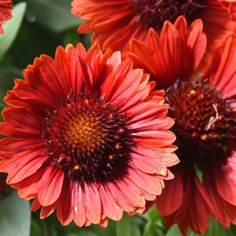 Gaillardia Mesa Red Gailardia Ro Liny Od Ogrodnika