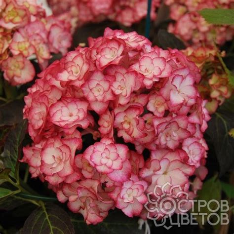 Гортензия Мисс Саори | Купить саженцы Hydrangea macrophylla Miss Saori ...