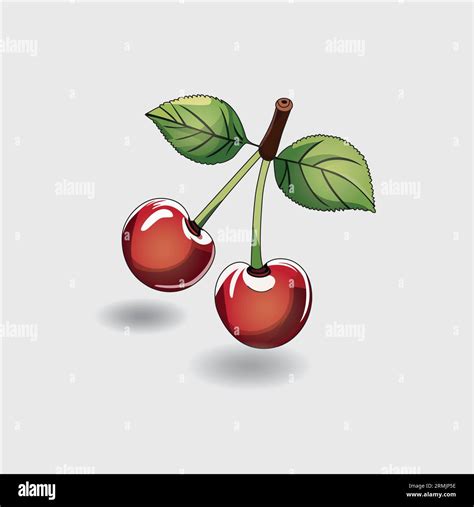 Ripe Red Cherry Berries With Leaves Vector Illustration Stock Vector