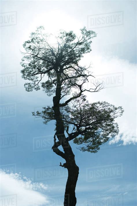 Tree Silhouette Against Blue Sky Low Angle View Stock Photo Dissolve