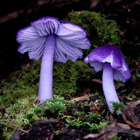 Mauve Splitting Wax Cap Porpolomopsis Lewelliniae Tasmania By Jeremy