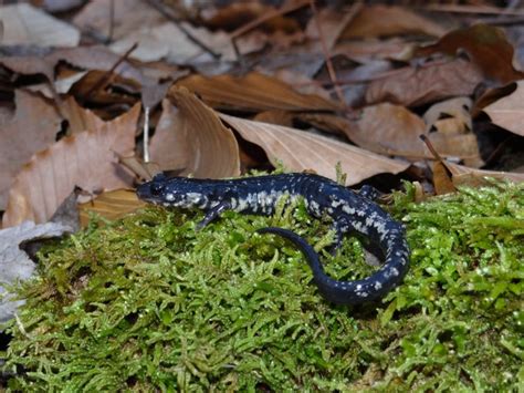 Louisiana Slimy Salamander Sicily Island Hills Wma Amphibians And