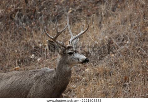 Young Buck Mule Deer Antlers Stock Photo 2221608333 | Shutterstock