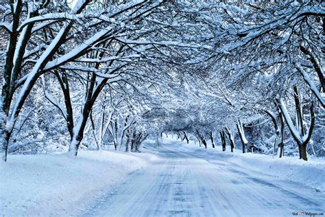 Road through snow covered trees 4K wallpaper download