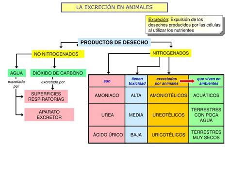 PPT LA EXCRECIÓN EN ANIMALES PowerPoint Presentation free download