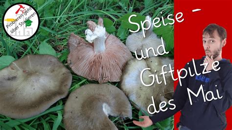 Speise Und Giftpilze Des Mai YouTube