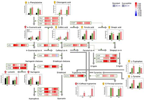 Analysis Of The Transcriptomic Metabolomic And Gene Regulatory